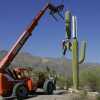 cell-phone-tower-disguised-as-a-cactus-1