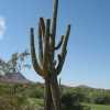 Saguaro01