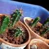 cacti-seedling-20130805