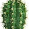 Cactuses collection 17.jpgd4395918-85e3-4252-9734-8ca8a887b6c9Larger