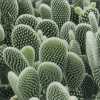 prickly-pear-cactus-1