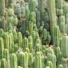 cactus-header-1024x683