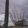 cell-phone-tower-disguised-as-a-cactus-2