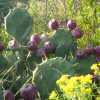 pricklypear