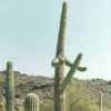 cactus-penis2
