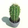 Cactus Cleistocactus starausii 2.jpg3a5c6412-6256-4fe1-a398-e756a31a88d8Larger