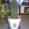 obey the cactus cactus2