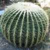 golden barrel cactus