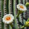 saguaro cactus blossom