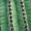 cactus-texture