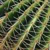 12773cactus needles