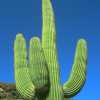 cactus big